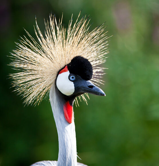 pearl-of-africa