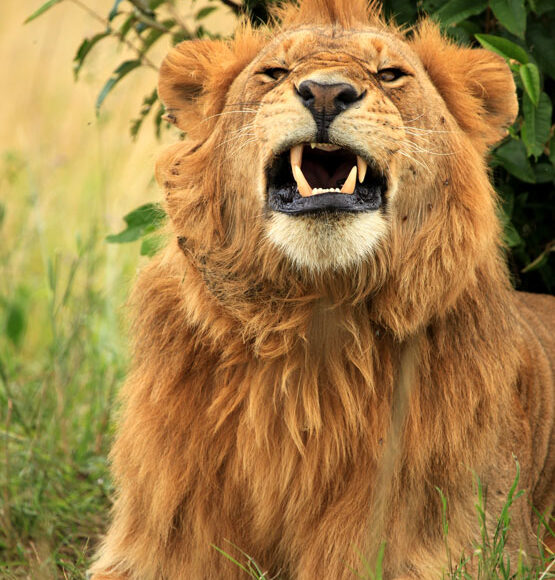 wildlife-safaris-uganda