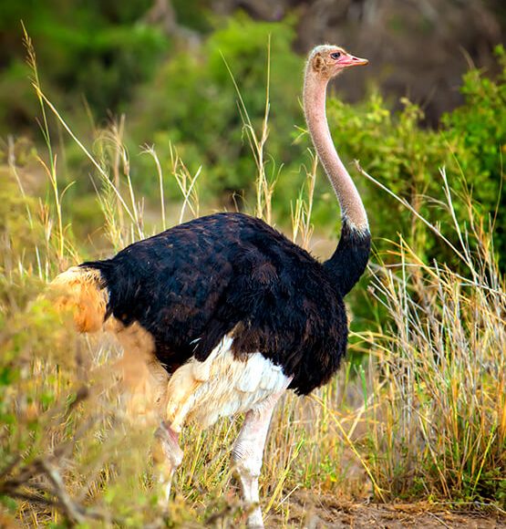 kidepo-valley-national-park